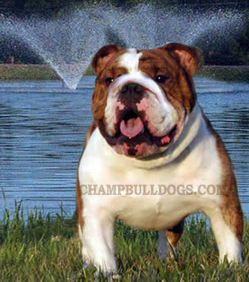 English Bulldog pictures